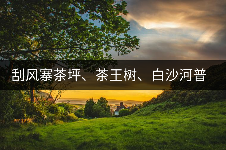 刮風寨茶坪、茶王樹、白沙河普洱茶怎么樣