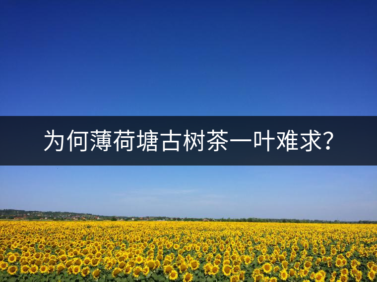 為何薄荷塘古樹茶一葉難求？