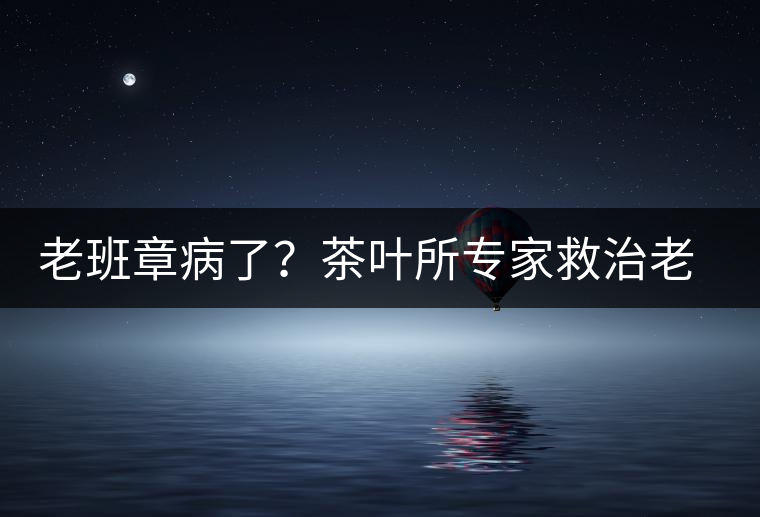 老班章病了？茶葉所專家救治老班章古茶樹