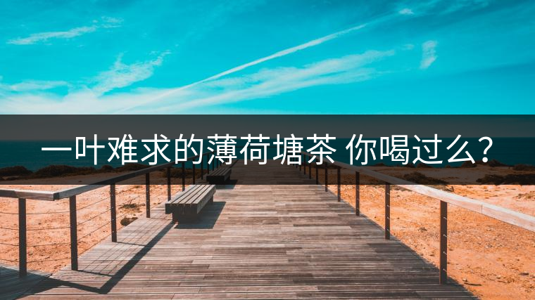 一葉難求的薄荷塘茶 你喝過(guò)么？