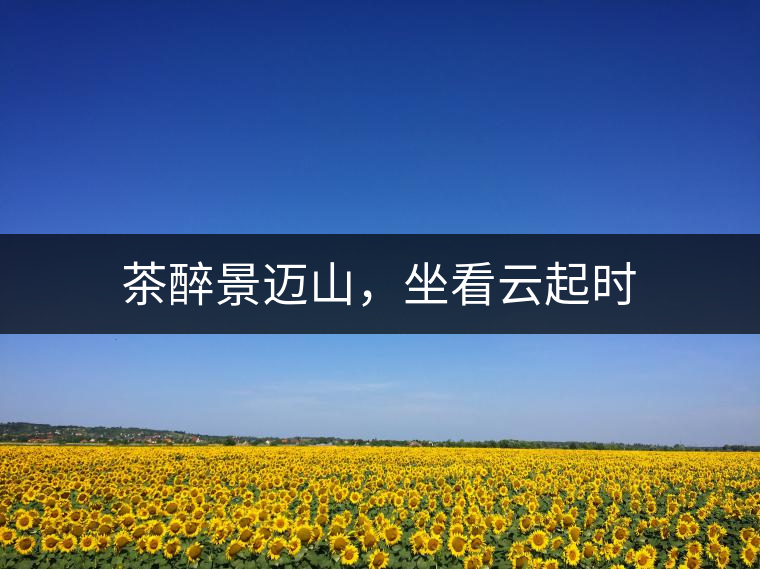 茶醉景邁山，坐看云起時(shí)