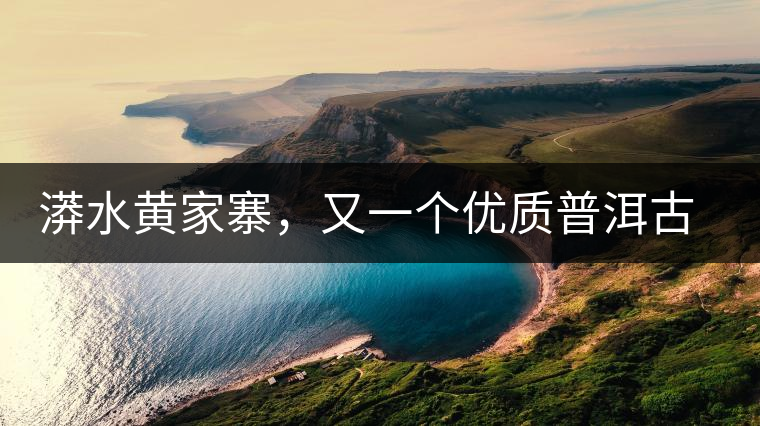 漭水黃家寨，又一個優(yōu)質(zhì)普洱古樹群落