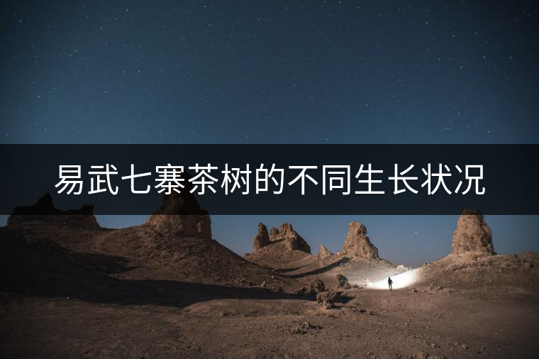 易武七寨茶樹(shù)的不同生長(zhǎng)狀況