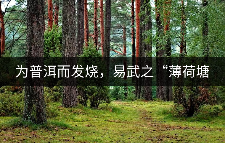 為普洱而發(fā)燒，易武之“薄荷塘