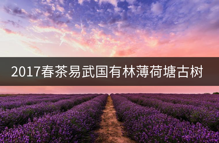 2017春茶易武國(guó)有林薄荷塘古樹(shù)茶純料