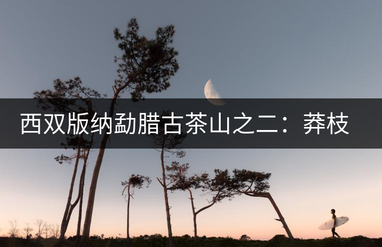 西雙版納勐臘古茶山之二：莽枝古茶山