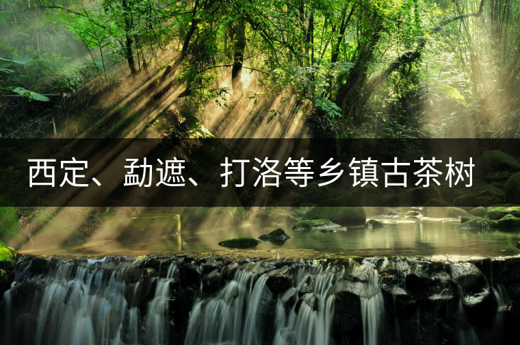 西定、勐遮、打洛等鄉(xiāng)鎮(zhèn)古茶樹資源