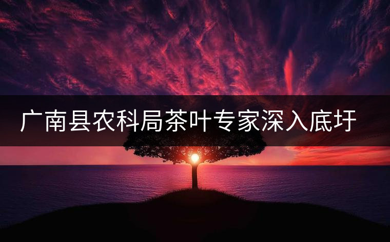 廣南縣農(nóng)科局茶葉專家深入底圩鄉(xiāng)普查野生古茶樹(shù)