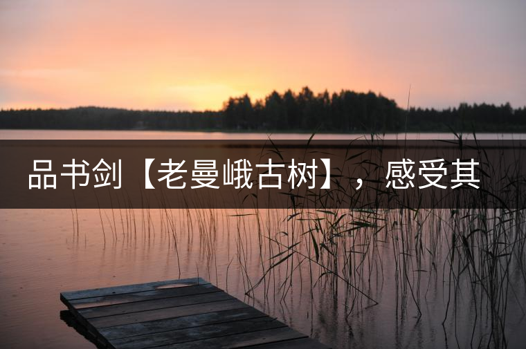 品書劍【老曼峨古樹】，感受其霸道苦韻