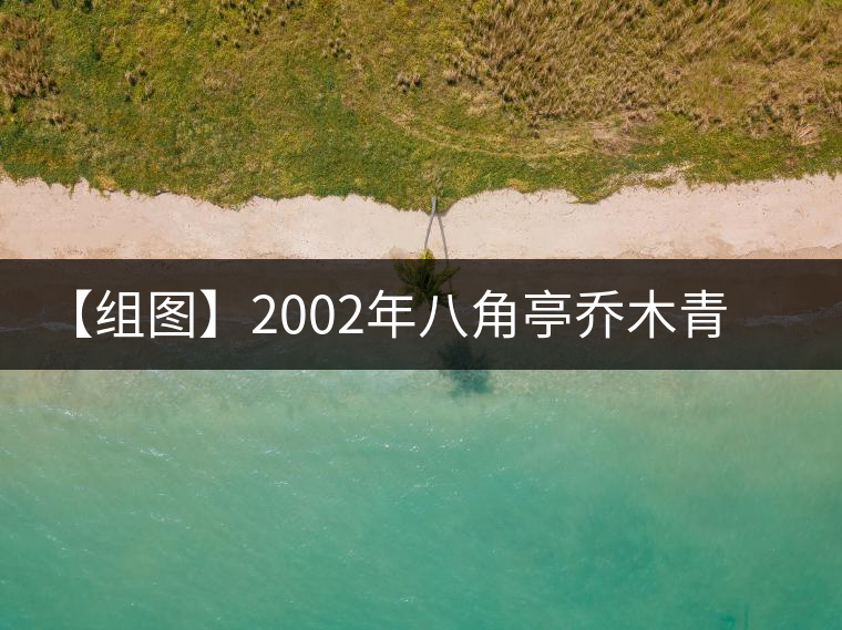 【組圖】2002年八角亭喬木青餅開湯 【組圖】2002年八角亭喬木青餅開湯