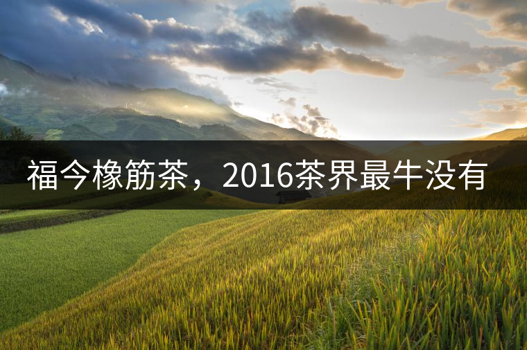 福今橡筋茶，2016茶界最牛沒(méi)有之一