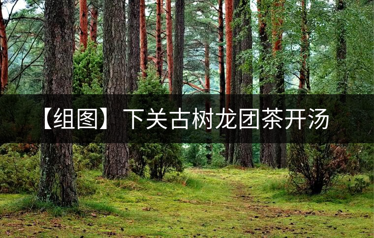 【組圖】下關(guān)古樹龍團(tuán)茶開湯 【組圖】下關(guān)古樹龍團(tuán)茶開湯