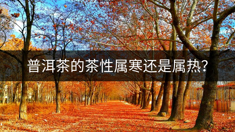 普洱茶的茶性屬寒還是屬熱？