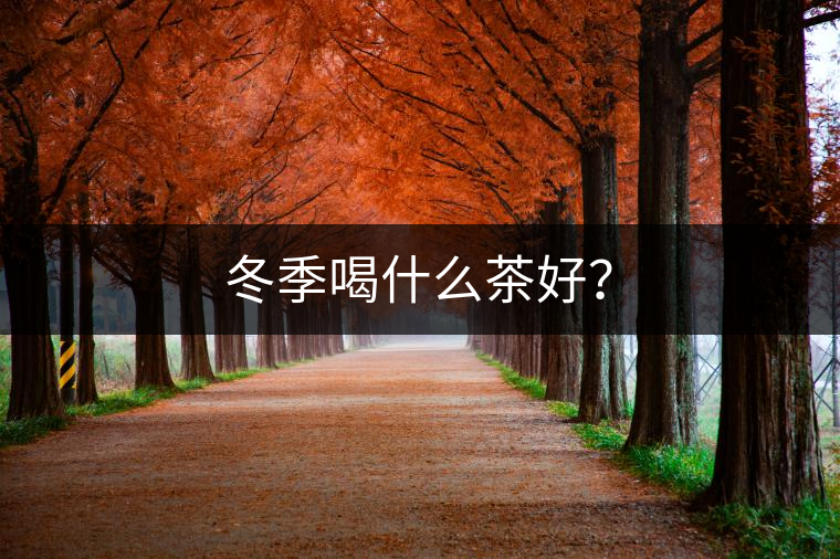 冬季喝什么茶好？