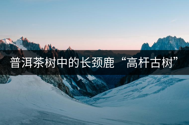 普洱茶樹中的長(zhǎng)頸鹿“高桿古樹”！