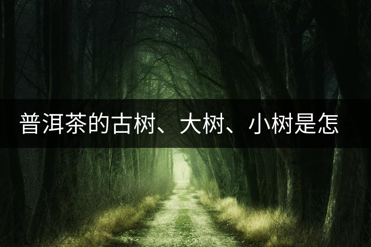 普洱茶的古樹、大樹、小樹是怎樣劃分的？