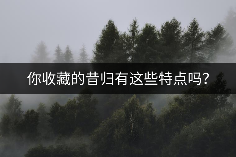 你收藏的昔歸有這些特點(diǎn)嗎？