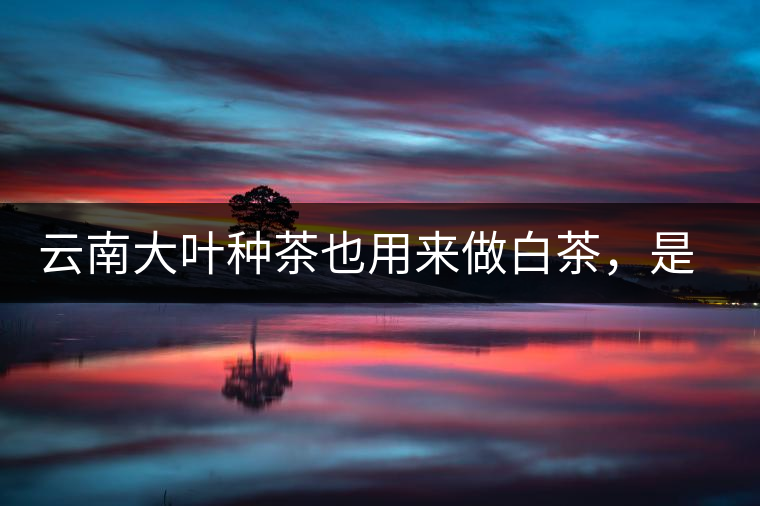 云南大葉種茶也用來做白茶，是真的好喝嗎？