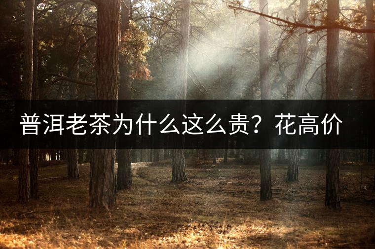 普洱老茶為什么這么貴？花高價買值嗎？