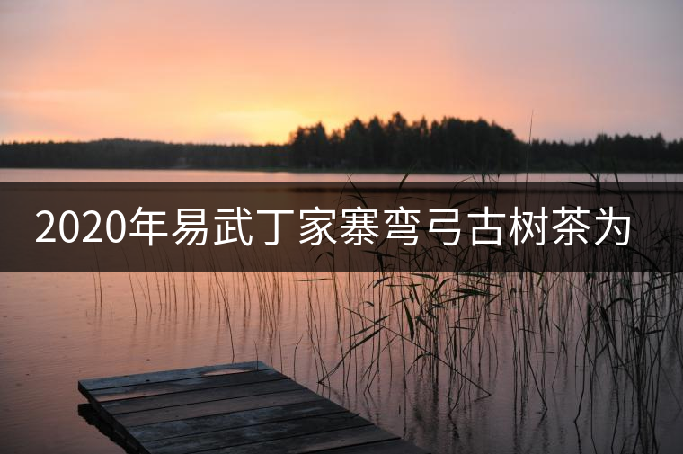 2020年易武丁家寨彎弓古樹茶為什么這么受追捧！