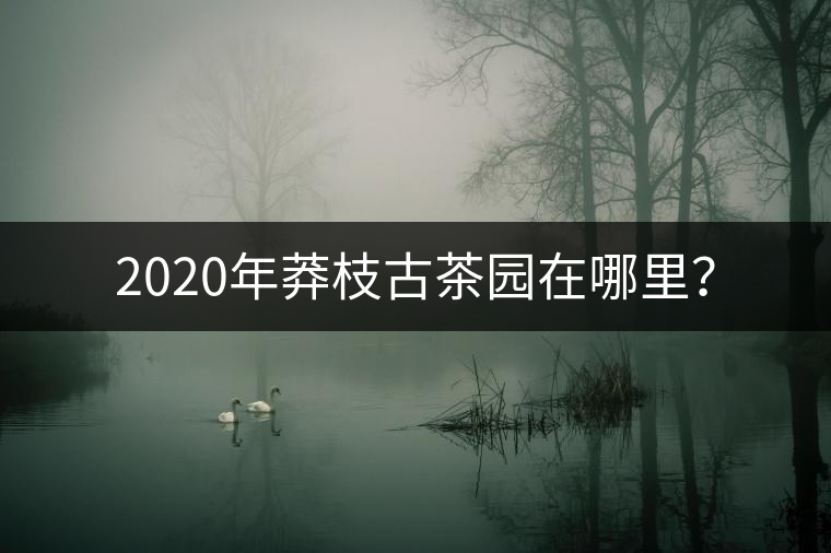 2020年莽枝古茶園在哪里？