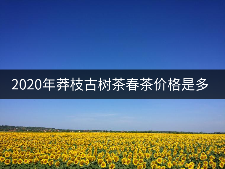 2020年莽枝古樹茶春茶價格是多少錢？
