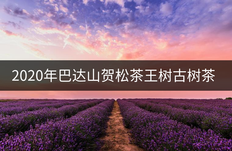 2020年巴達(dá)山賀松茶王樹古樹茶特點(diǎn)