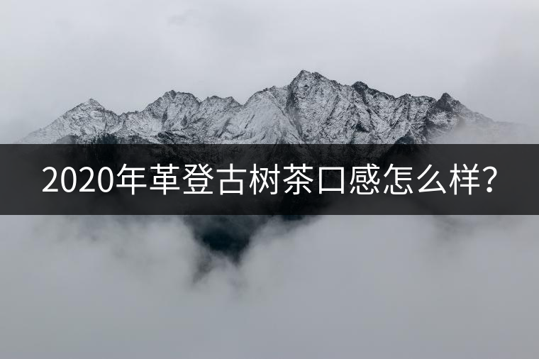 2020年革登古樹茶口感怎么樣？