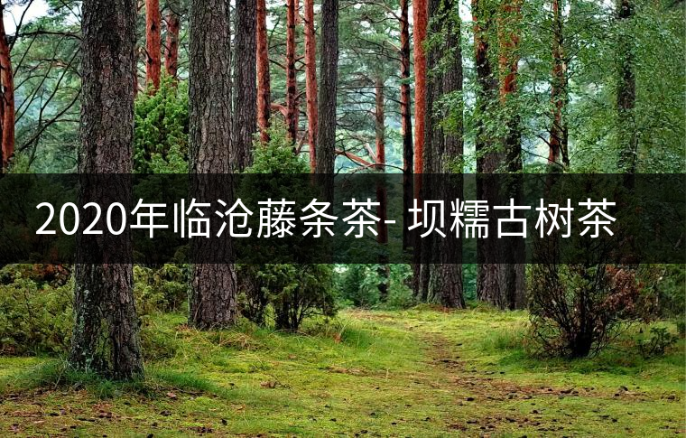 2020年臨滄藤條茶- 壩糯古樹(shù)茶特點(diǎn)口感