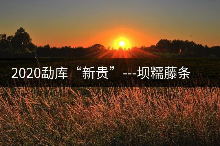 2020勐庫“新貴”---壩糯藤條茶，是如何一夜爆紅的？