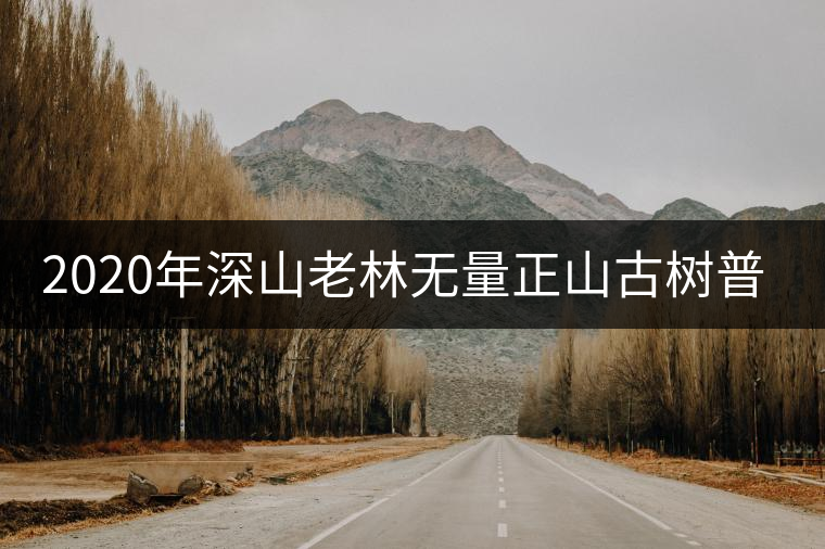 2020年深山老林無量正山古樹普洱茶特點 2020年深山老林無量正山古樹普洱茶特點