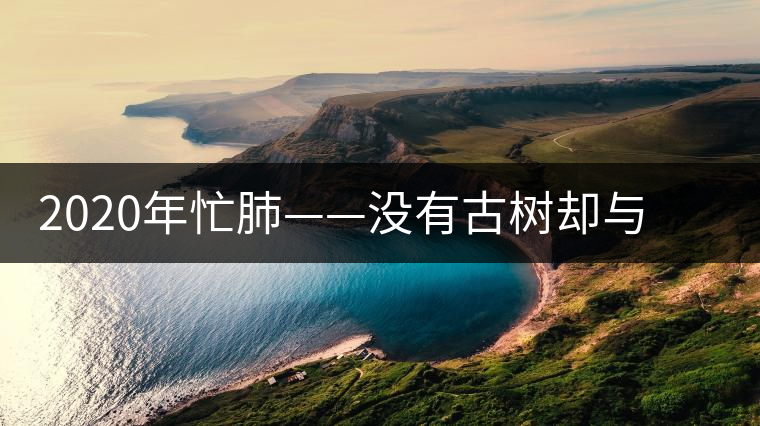 2020年忙肺——沒有古樹卻與冰島、昔歸齊名的普洱茶