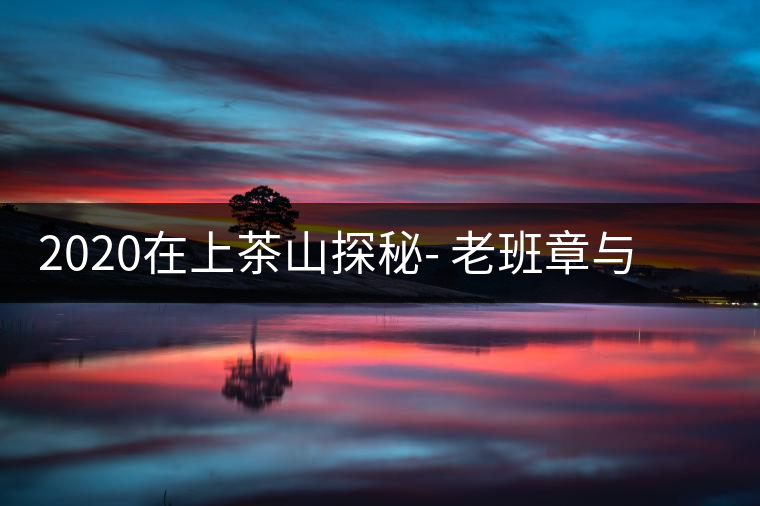 2020在上茶山探秘- 老班章與新班章，一母所生，一念之間，際遇迥異