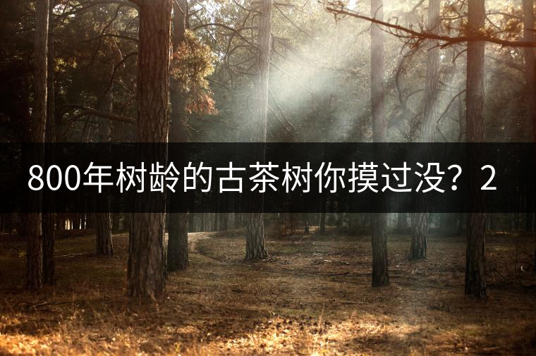 800年樹齡的古茶樹你摸過沒？2020年帶你走進廣別賀開古樹茶之鄉(xiāng)