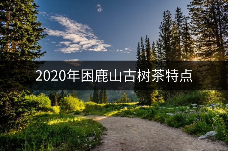 2020年困鹿山古樹(shù)茶特點(diǎn)