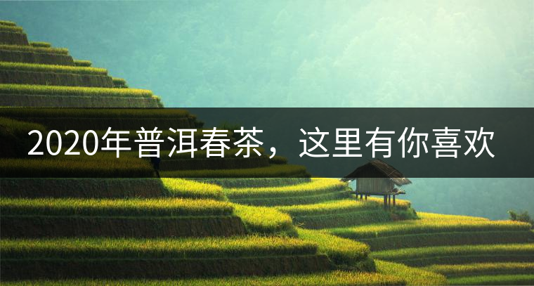 2020年普洱春茶，這里有你喜歡的山頭嗎？