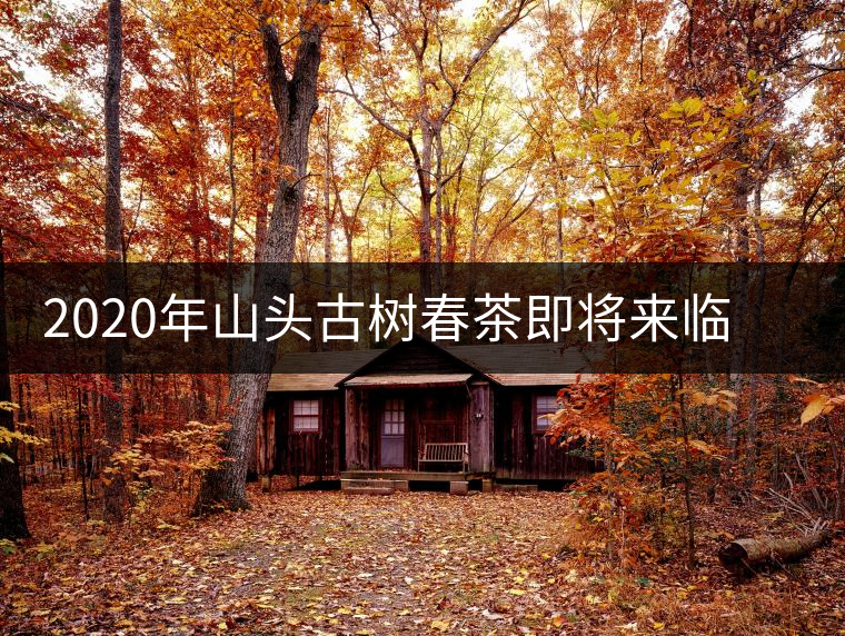 2020年山頭古樹春茶即將來臨，開啟山頭茶的既然是它