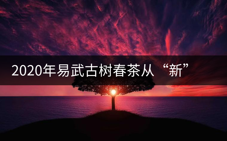 2020年易武古樹春茶從“新”到“老”，如何完成蛻變的？