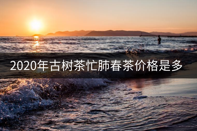2020年古樹(shù)茶忙肺春茶價(jià)格是多少？