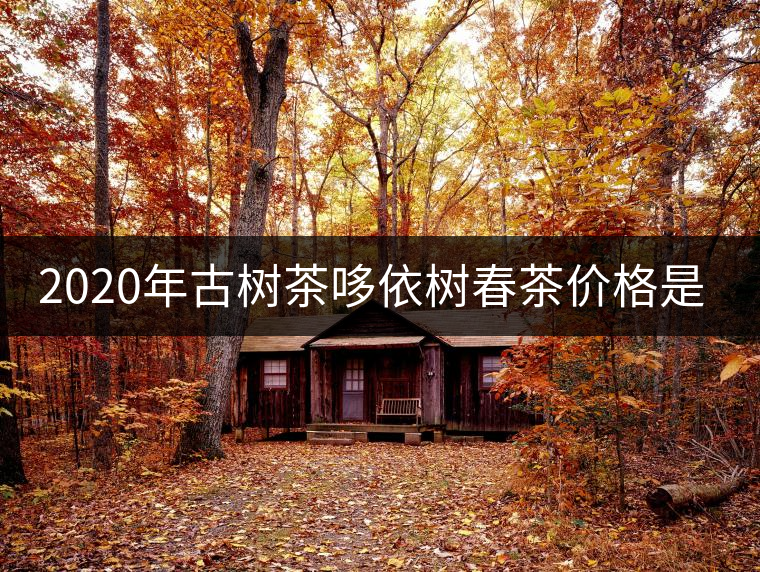 2020年古樹茶哆依樹春茶價(jià)格是多少？