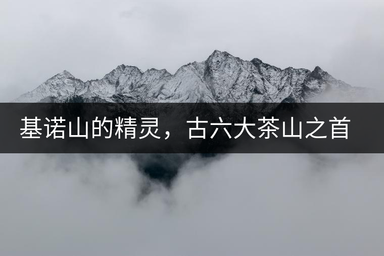 基諾山的精靈，古六大茶山之首武侯遺種攸樂古樹茶