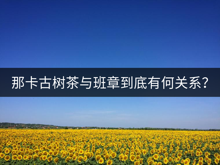 那卡古樹茶與班章到底有何關(guān)系？