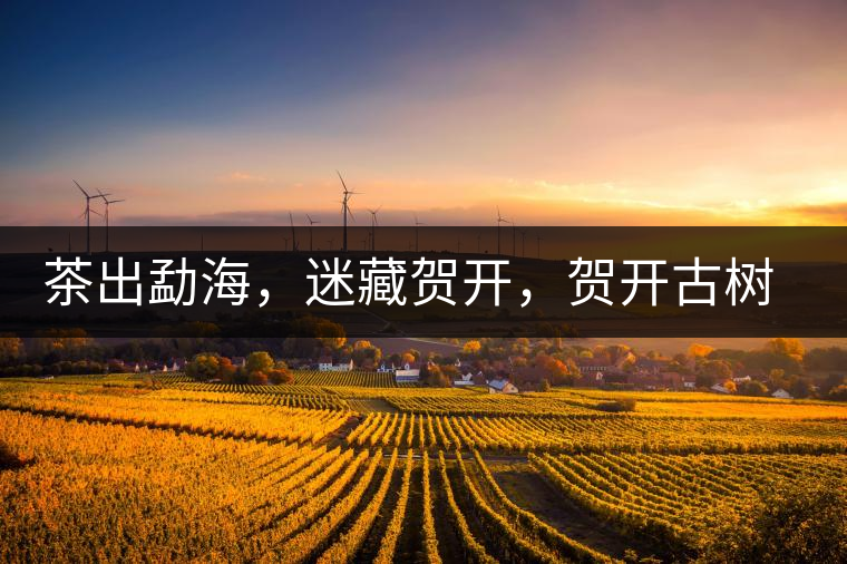 茶出勐海，迷藏賀開，賀開古樹普洱茶