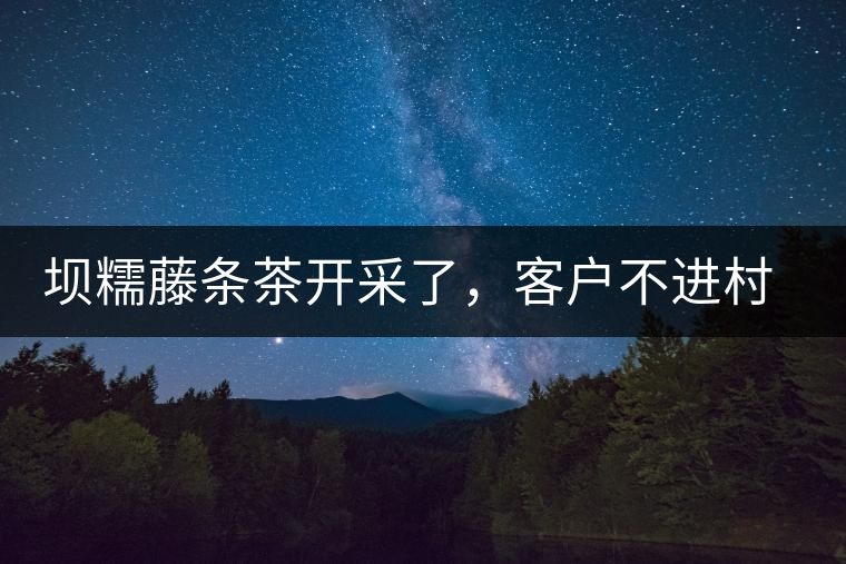 壩糯藤條茶開采了，客戶不進(jìn)村，村民怎么賣茶？