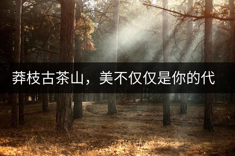 莽枝古茶山，美不僅僅是你的代名詞