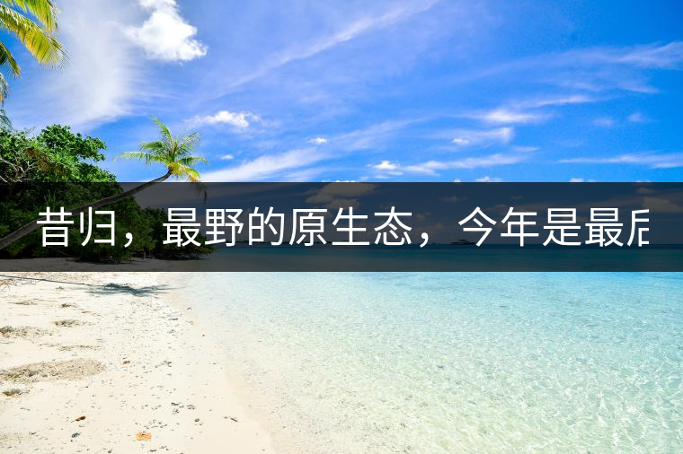 昔歸，最野的原生態(tài)，今年是最后一年了！