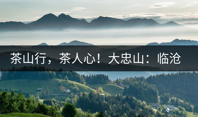 茶山行，茶人心！大忠山：臨滄之龍，雪山之熊