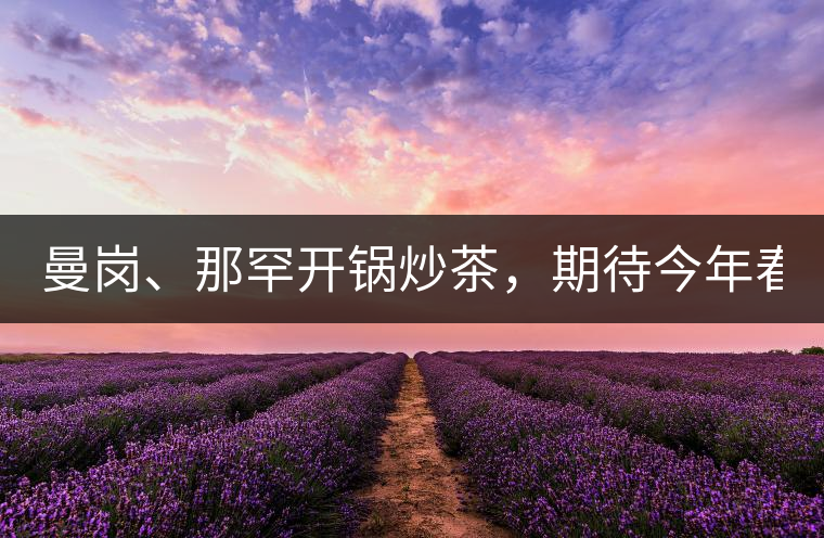 曼崗、那罕開鍋炒茶，期待今年春茶！