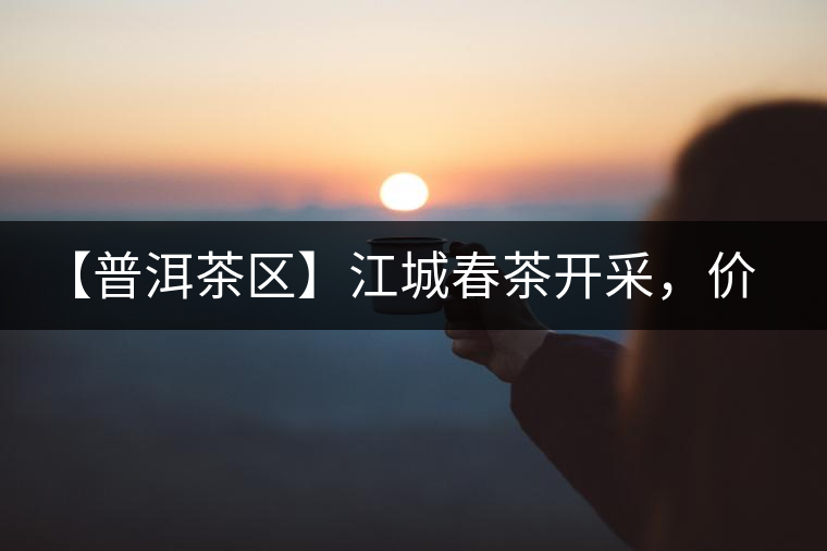 【普洱茶區(qū)】江城春茶開采，價(jià)格漲幅小