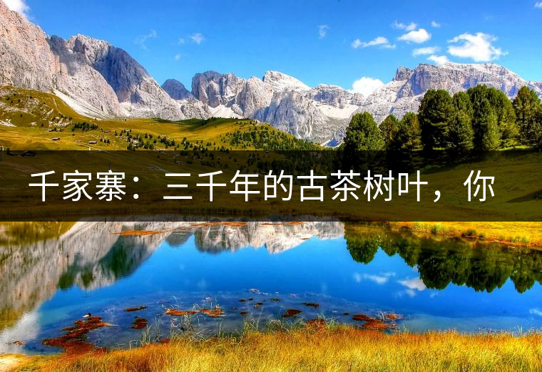 千家寨：三千年的古茶樹葉，你還有機會喝到嗎？